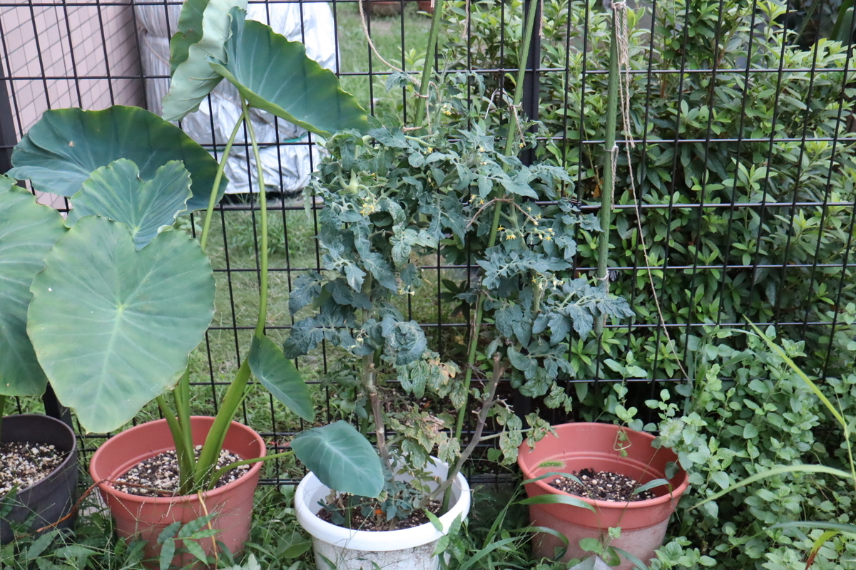 f:id:tomato_1:20210922033235j:plain