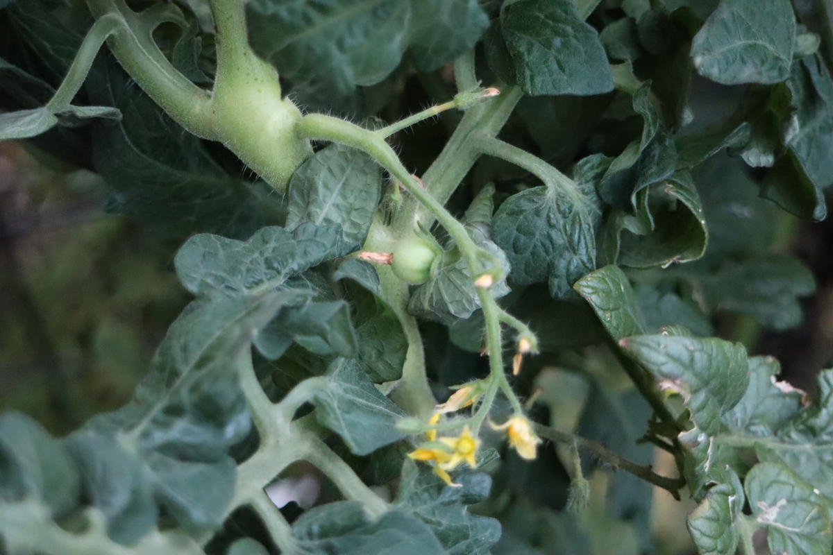 f:id:tomato_1:20210922033319j:plain