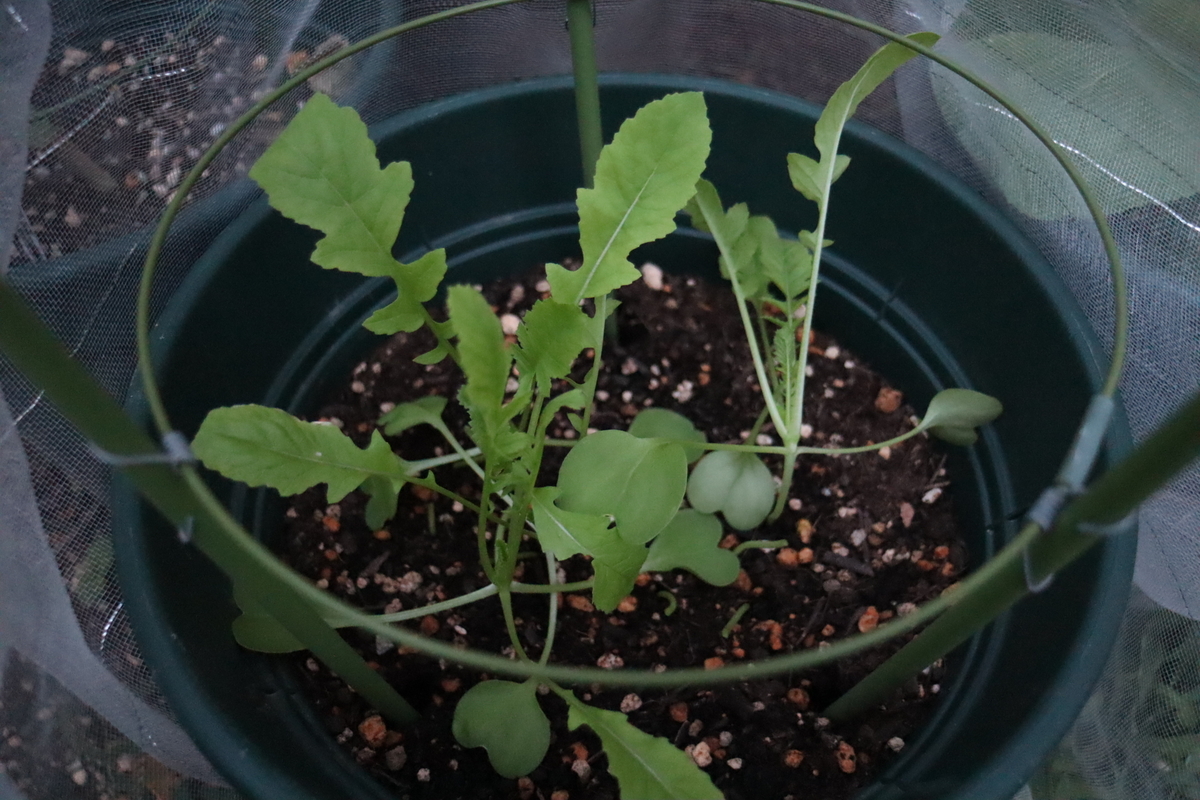 f:id:tomato_1:20210924035024j:plain