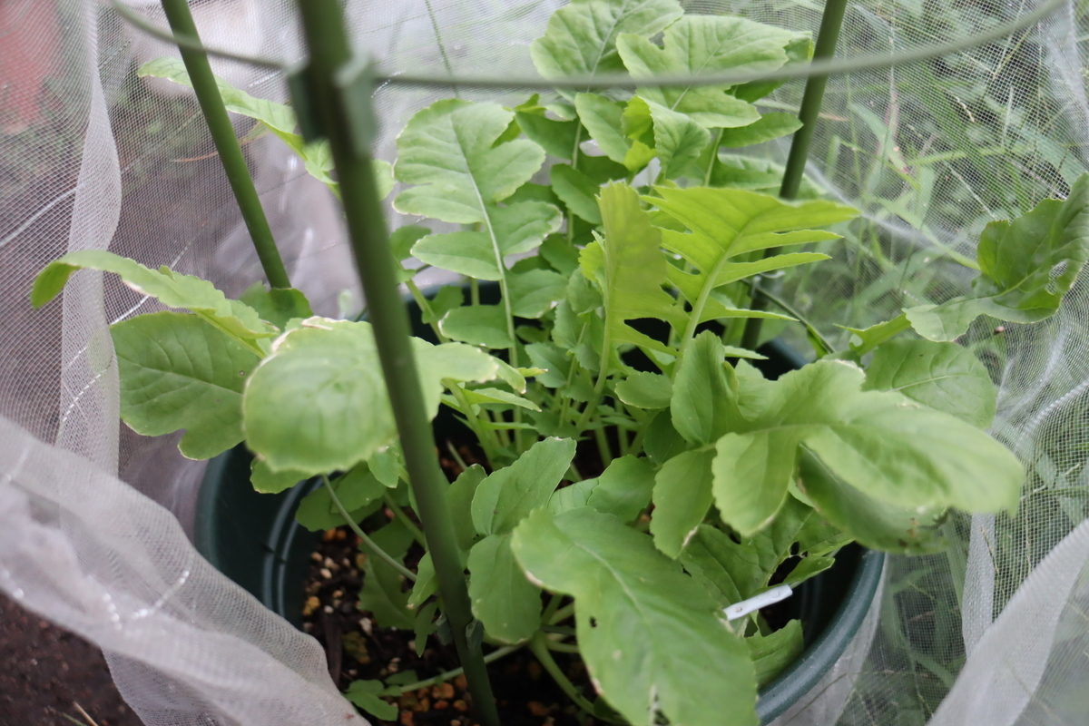 f:id:tomato_1:20210928035345j:plain