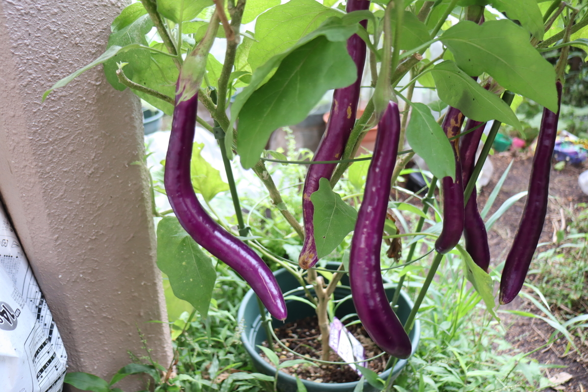 f:id:tomato_1:20210928035605j:plain