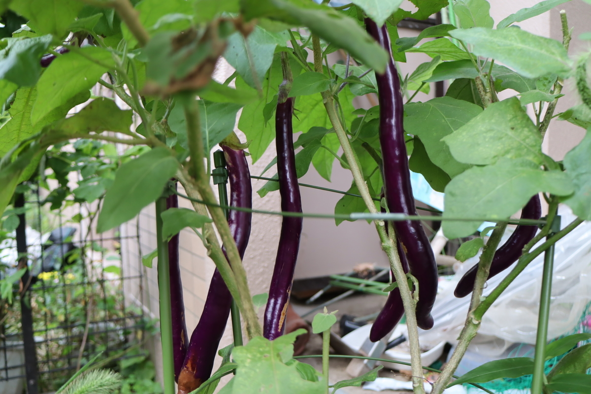 f:id:tomato_1:20210928035619j:plain