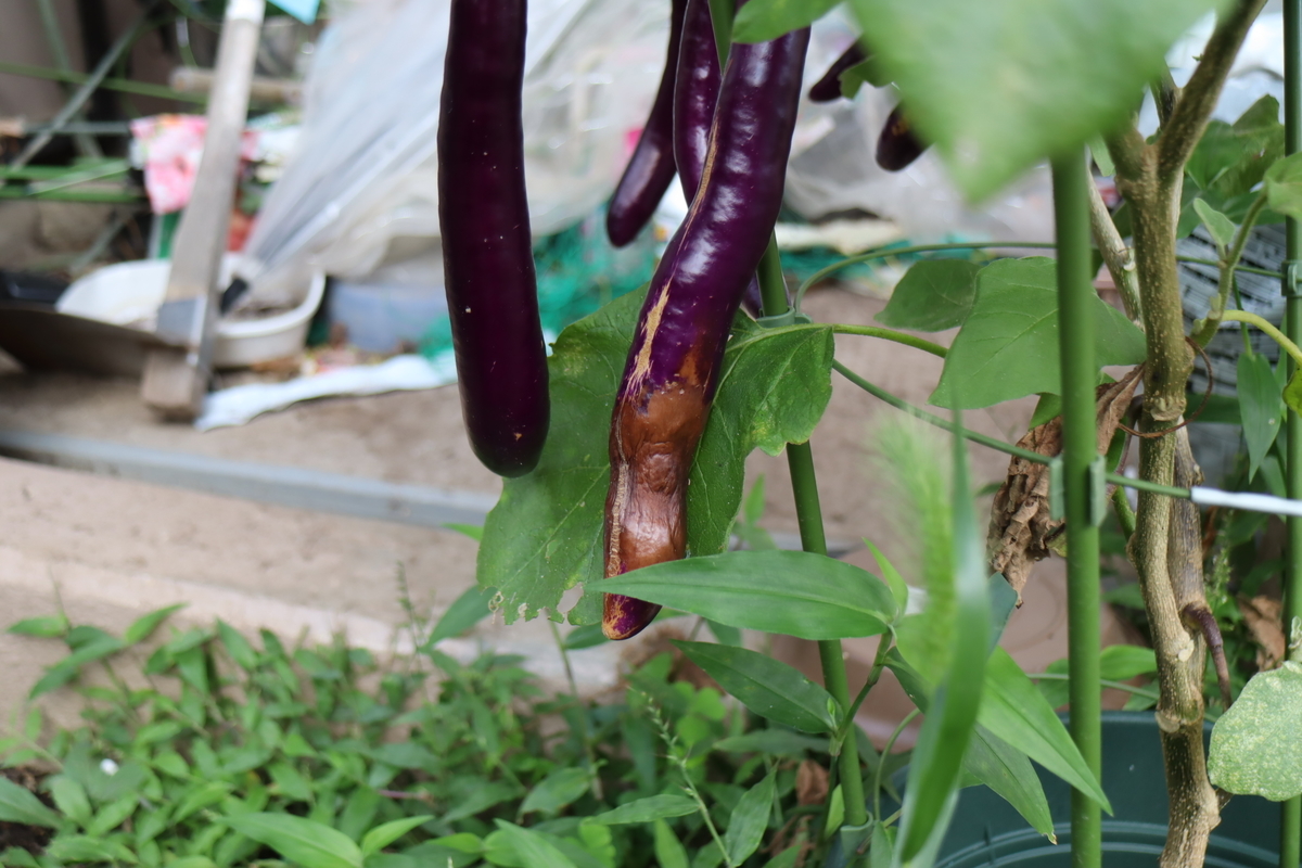f:id:tomato_1:20210928035634j:plain