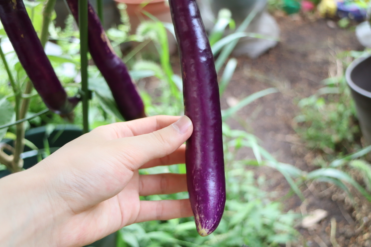 f:id:tomato_1:20210928035655j:plain