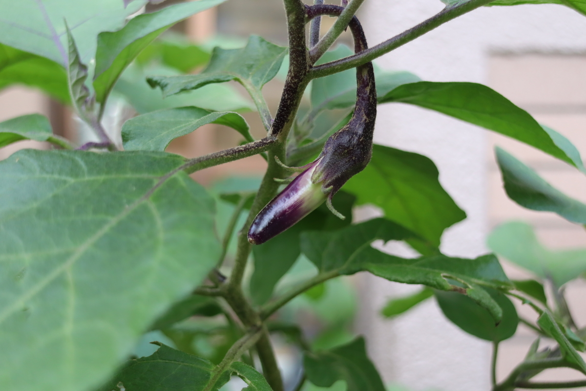 f:id:tomato_1:20210928040336j:plain