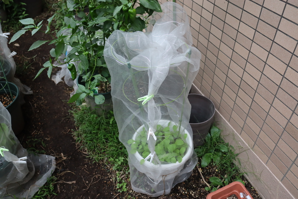 f:id:tomato_1:20210929034746j:plain