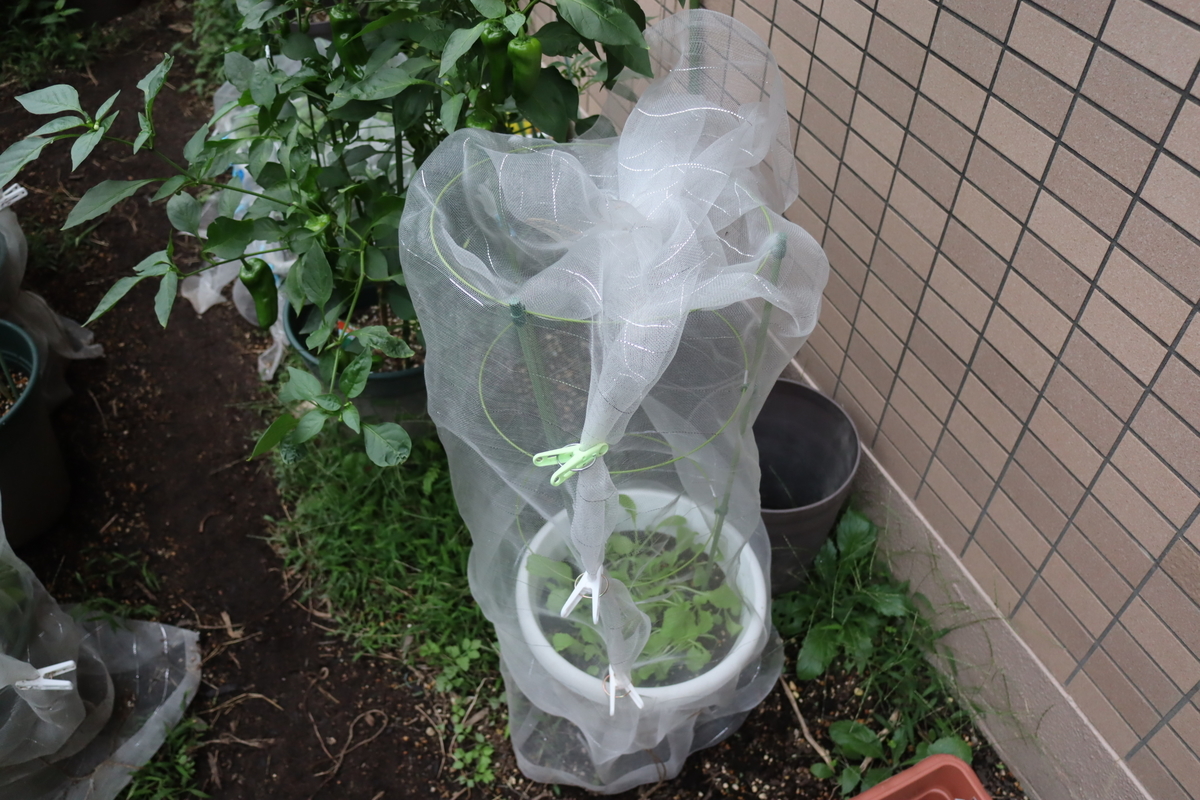 f:id:tomato_1:20210929034849j:plain