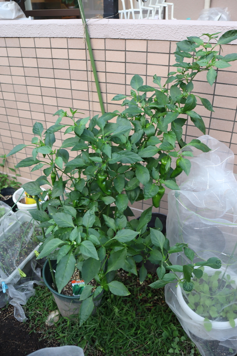 f:id:tomato_1:20210930034049j:plain