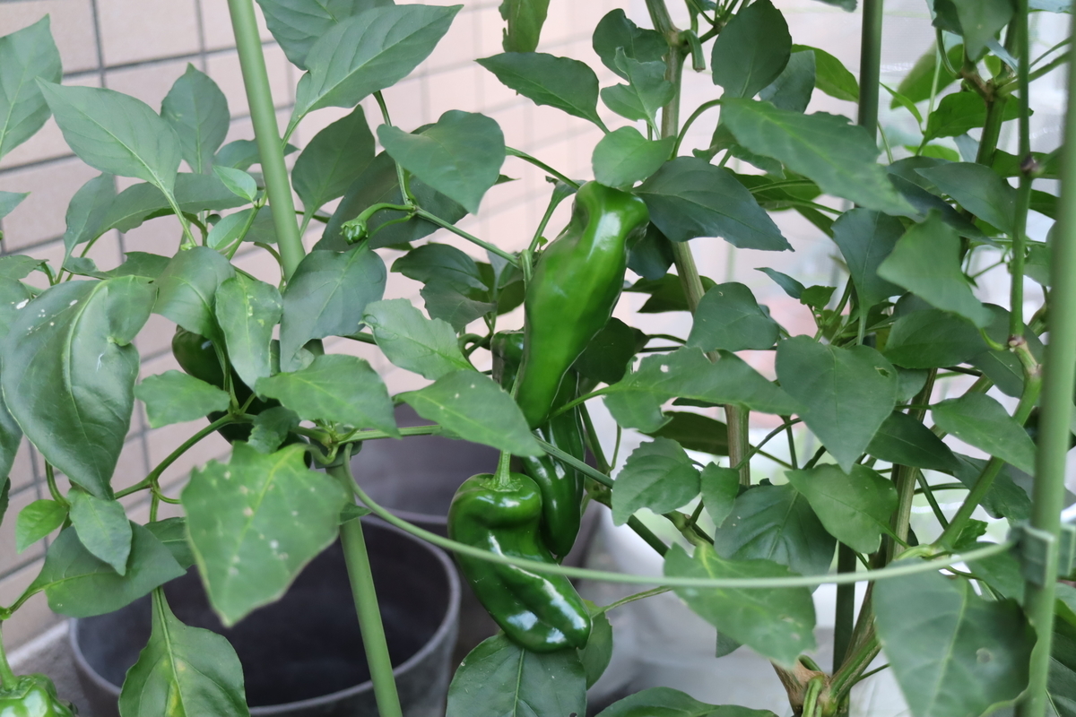 f:id:tomato_1:20210930034113j:plain