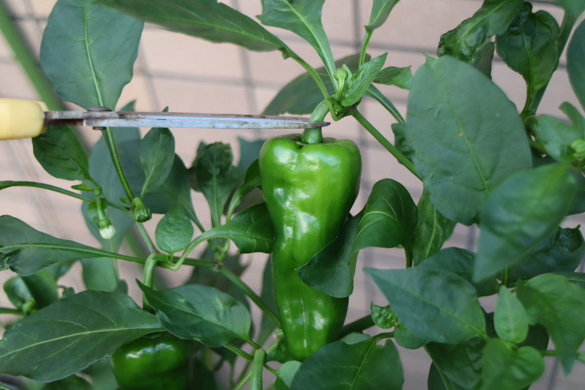 f:id:tomato_1:20210930034203j:plain