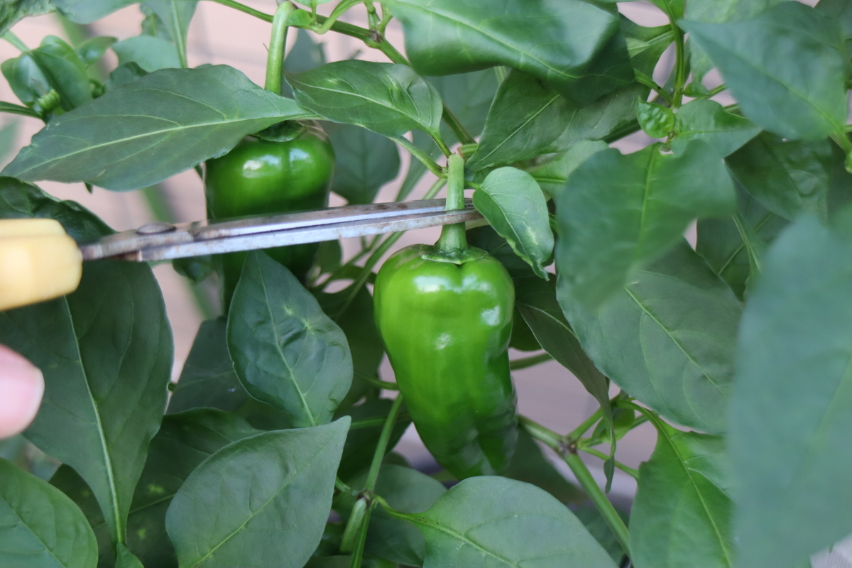 f:id:tomato_1:20210930034220j:plain