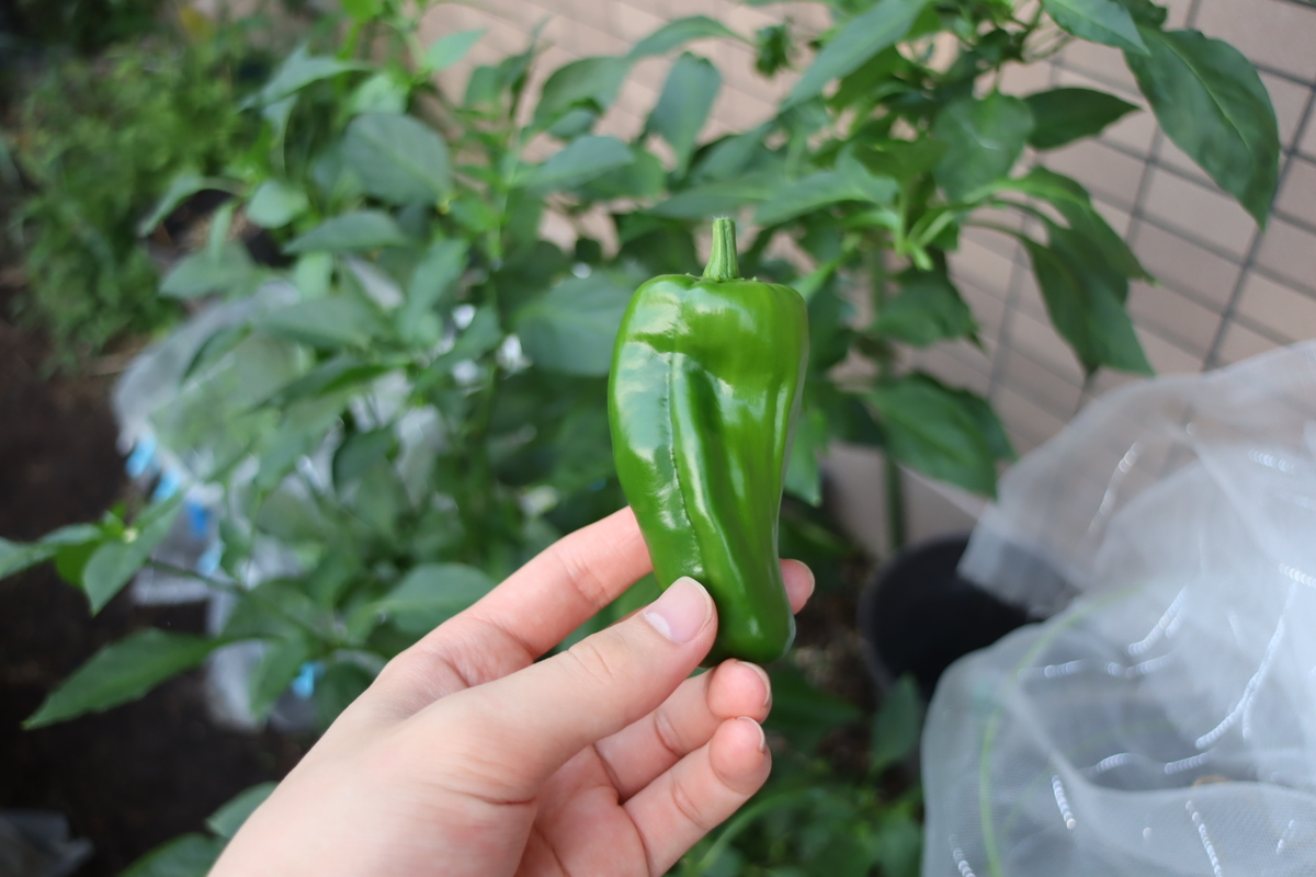 f:id:tomato_1:20210930034230j:plain