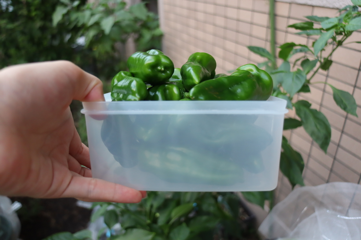 f:id:tomato_1:20210930034249j:plain