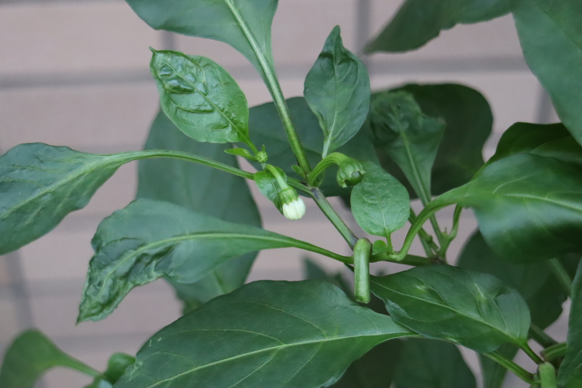 f:id:tomato_1:20210930034314j:plain