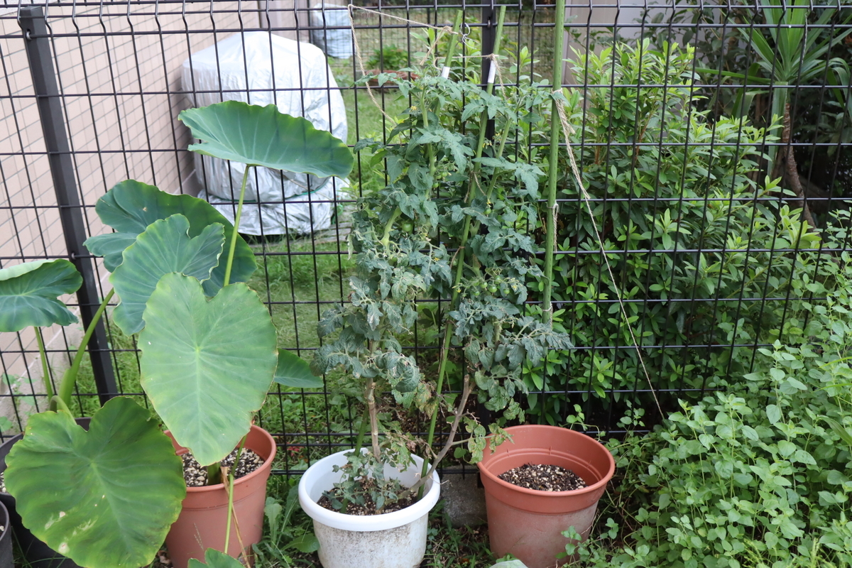 f:id:tomato_1:20211003035521j:plain