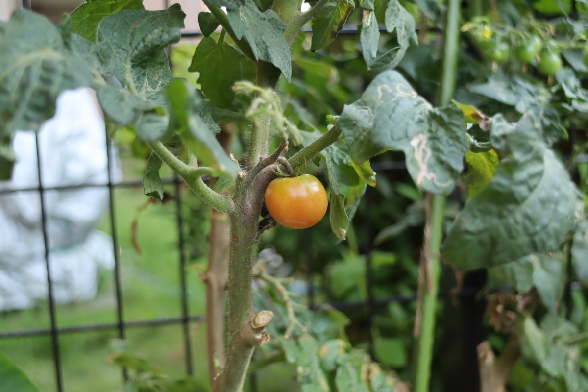 f:id:tomato_1:20211003035536j:plain