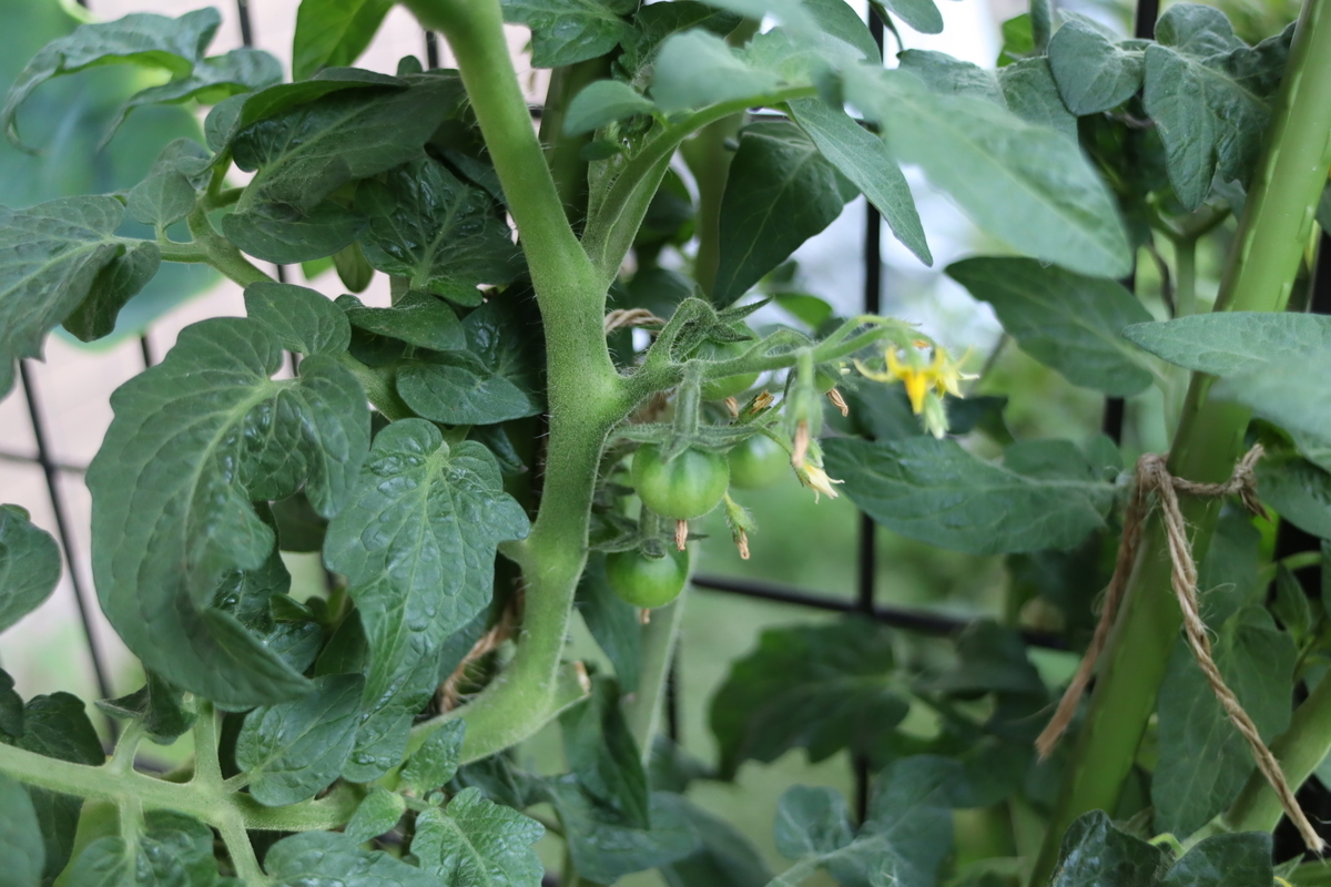 f:id:tomato_1:20211003035557j:plain