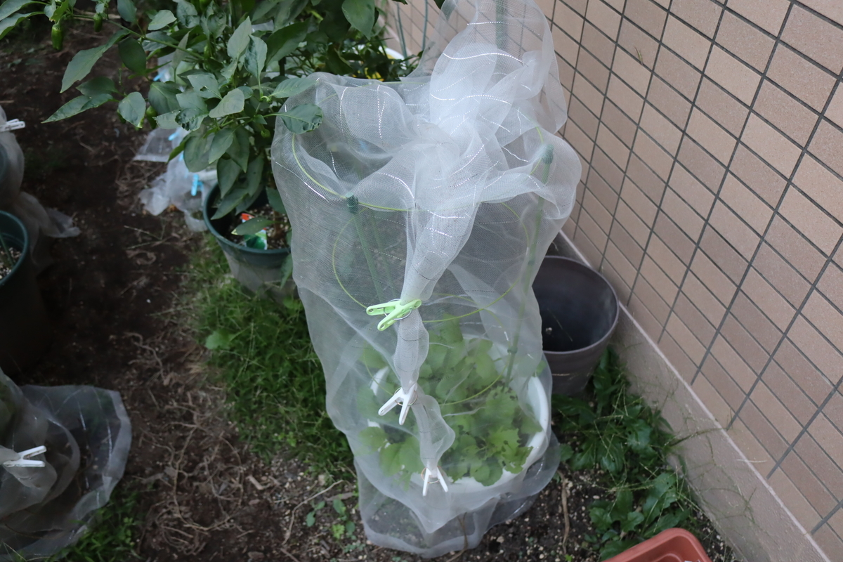 f:id:tomato_1:20211010035357j:plain