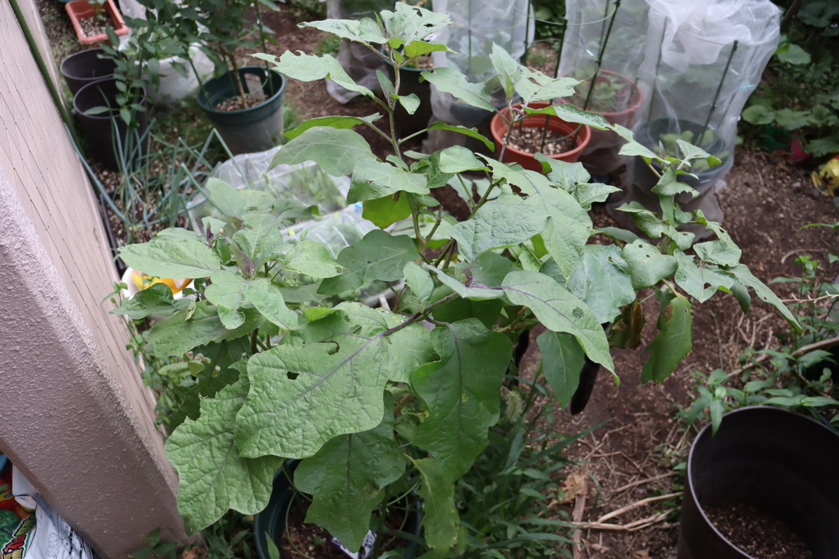 f:id:tomato_1:20211011035103j:plain