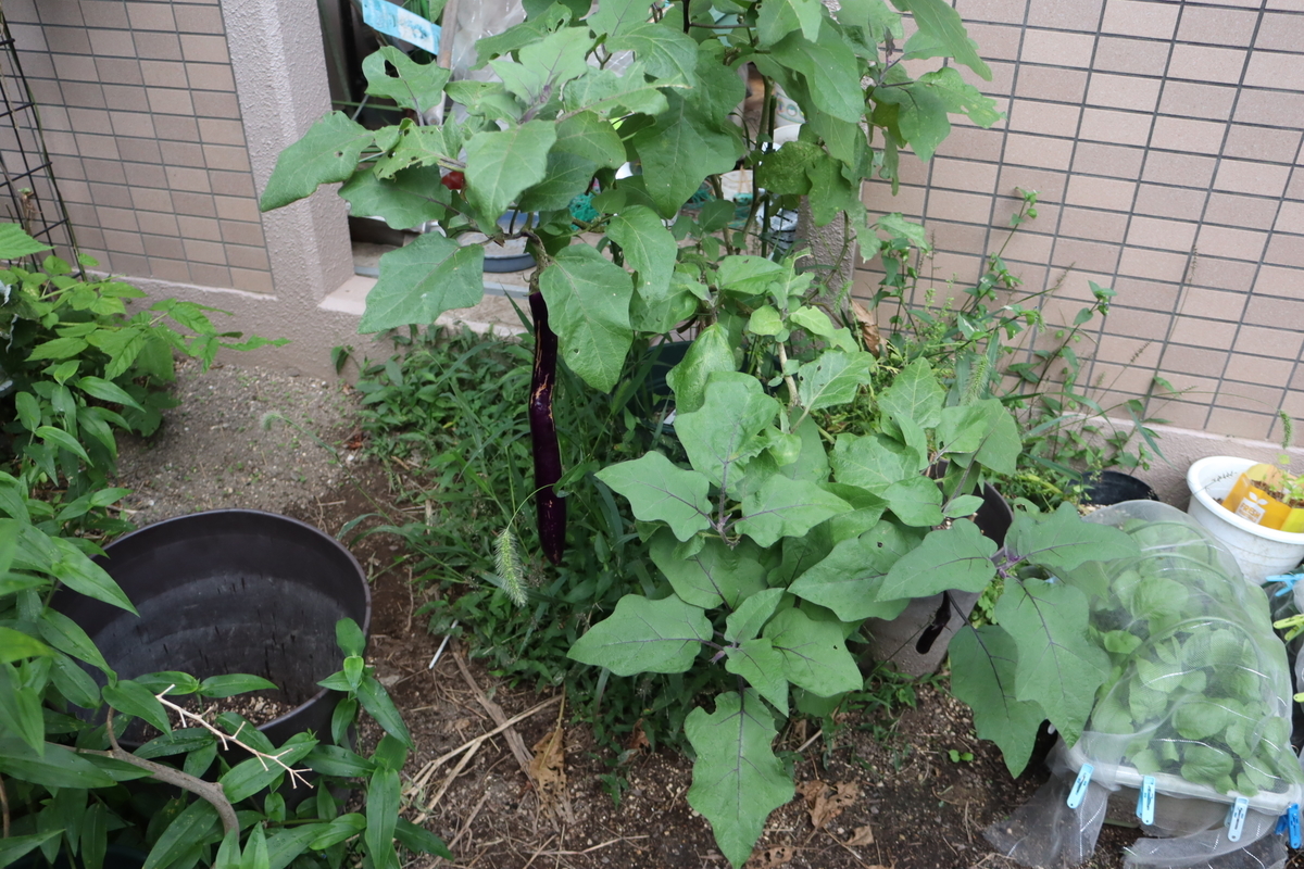 f:id:tomato_1:20211011035114j:plain