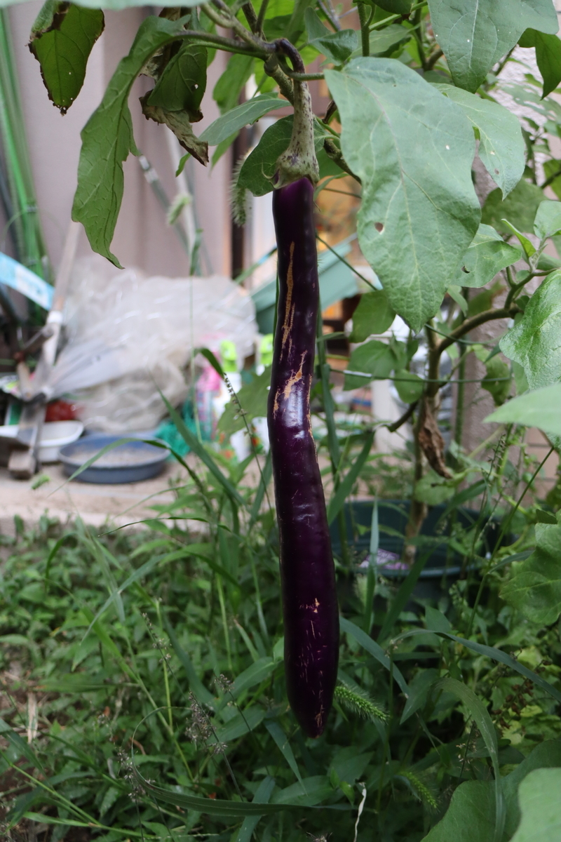f:id:tomato_1:20211011035130j:plain