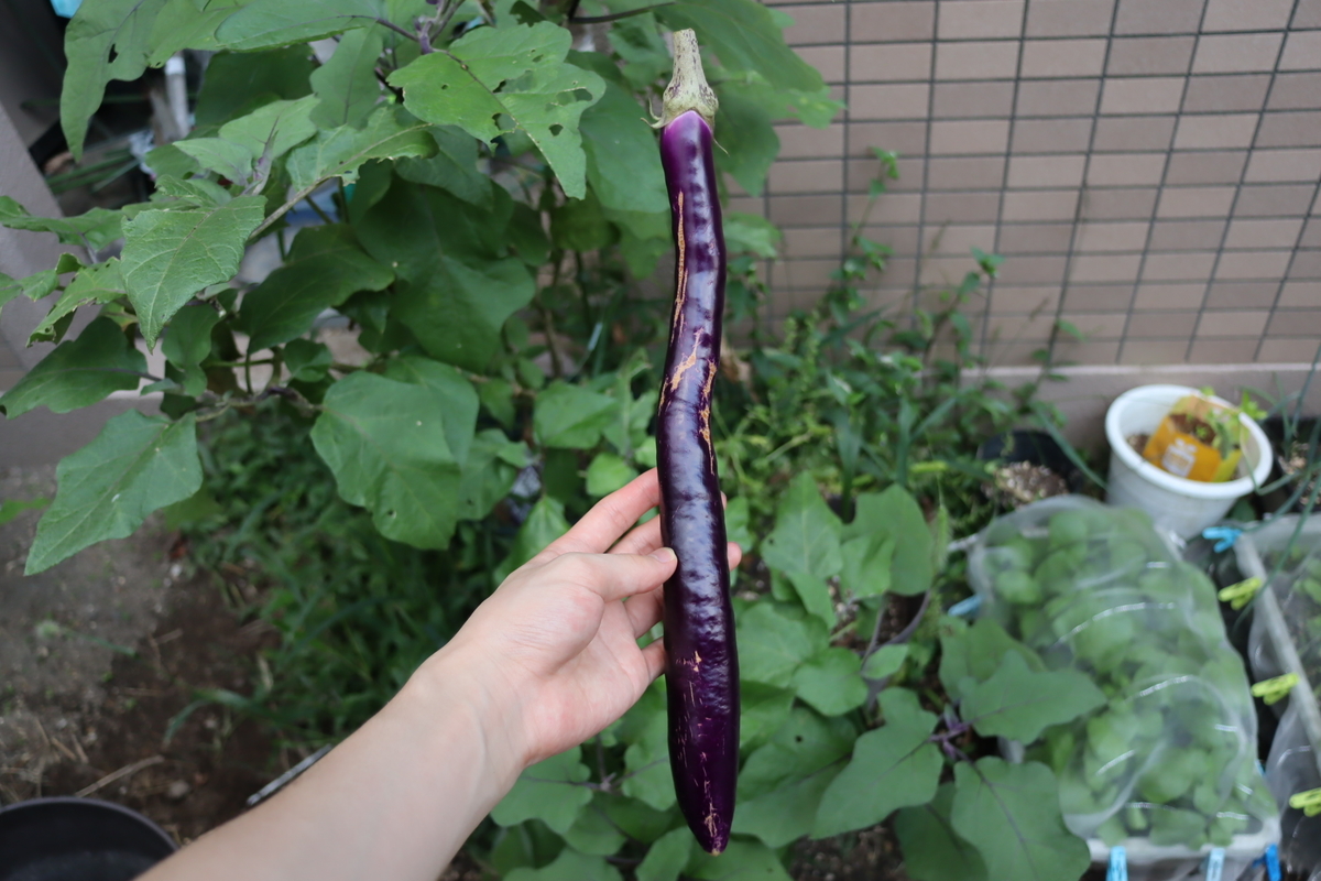 f:id:tomato_1:20211011035217j:plain