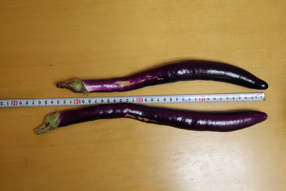 f:id:tomato_1:20211011035242j:plain
