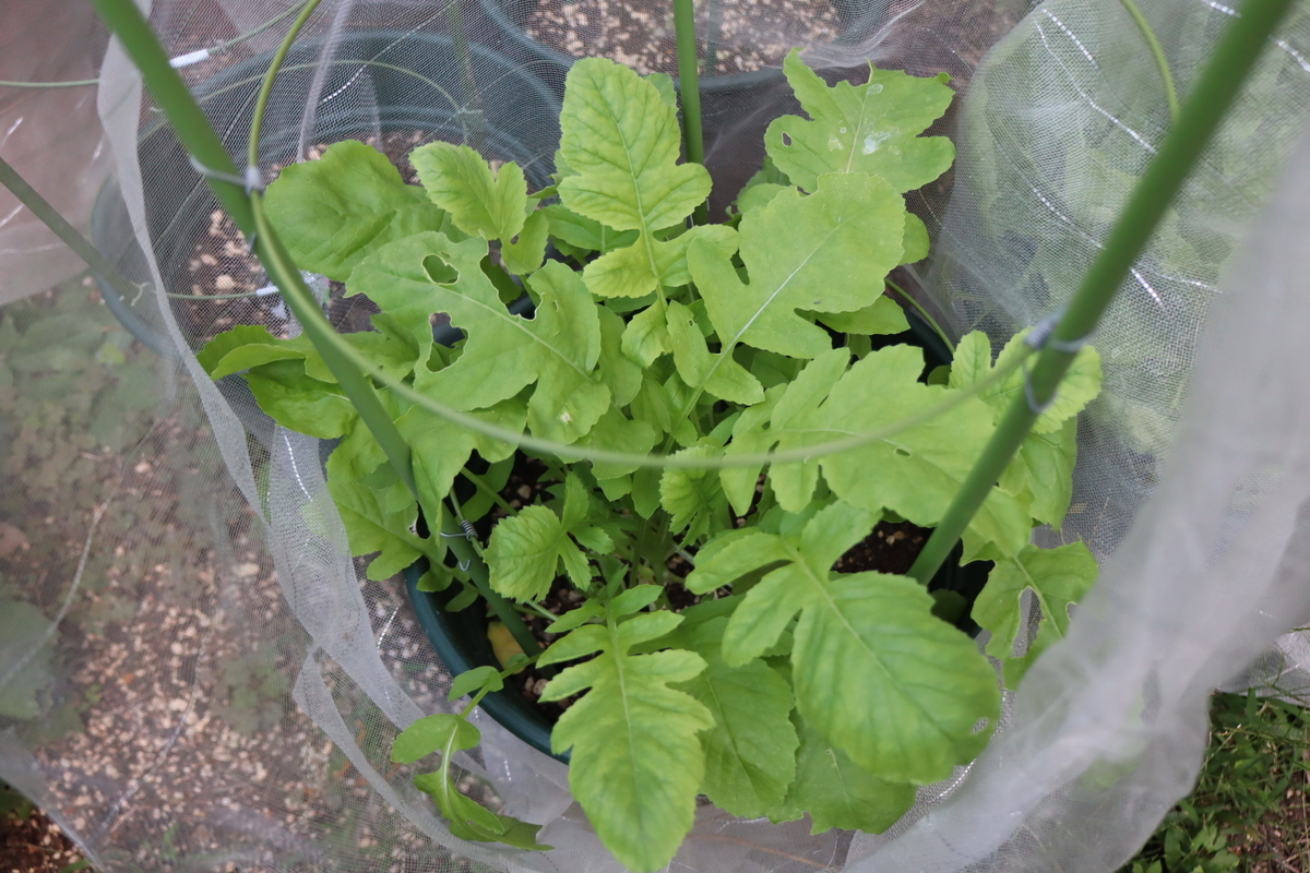 f:id:tomato_1:20211014165711j:plain