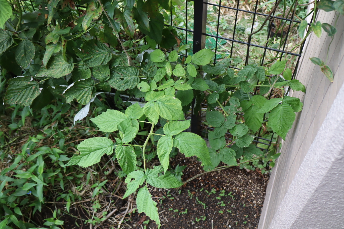 f:id:tomato_1:20211019034812j:plain