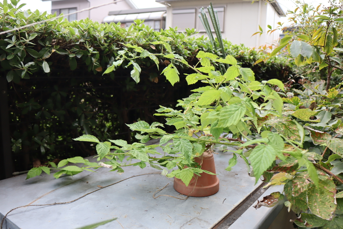 f:id:tomato_1:20211019034909j:plain