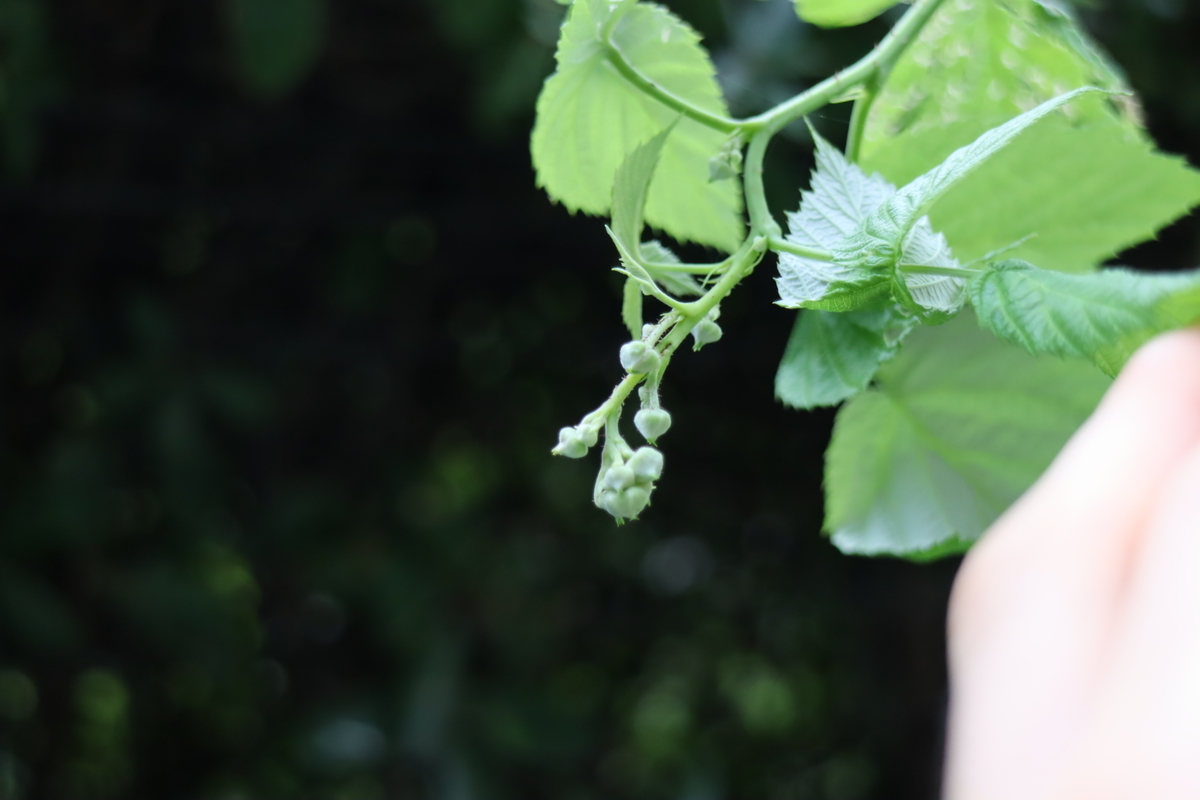 f:id:tomato_1:20211019034952j:plain