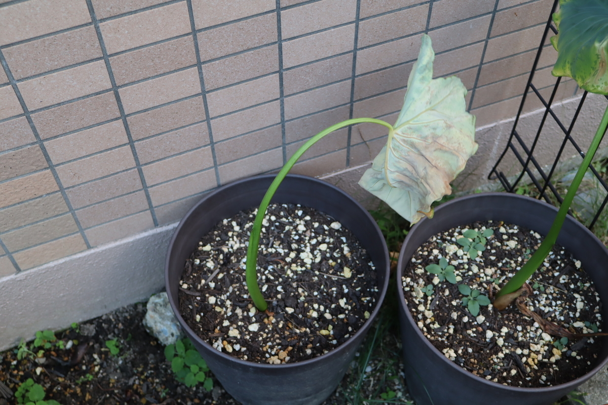 f:id:tomato_1:20211021035023j:plain
