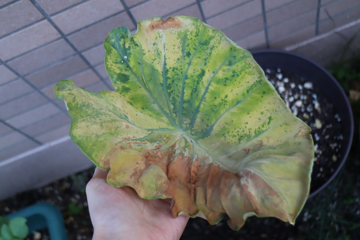 f:id:tomato_1:20211021035032j:plain