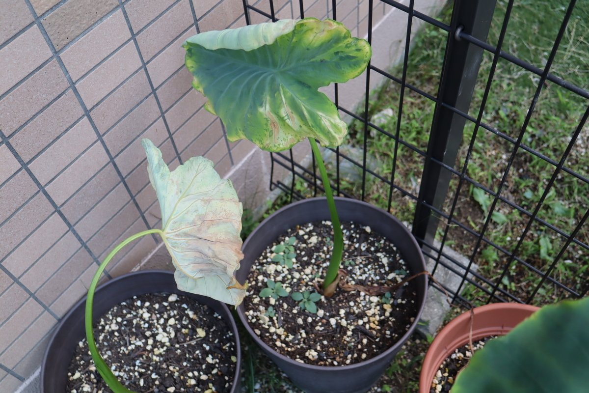 f:id:tomato_1:20211021035042j:plain