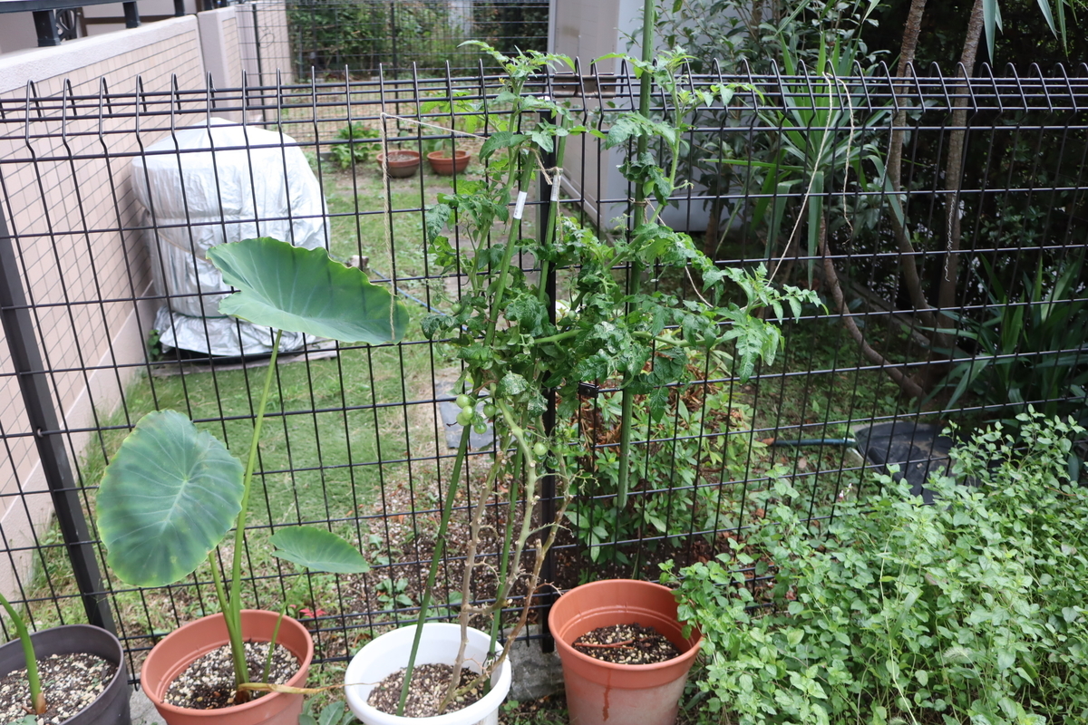 f:id:tomato_1:20211022035158j:plain