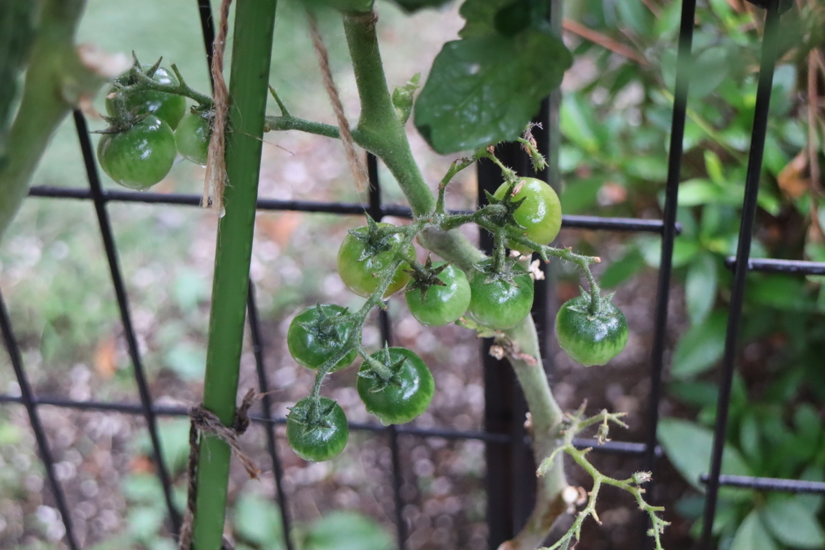 f:id:tomato_1:20211022035222j:plain