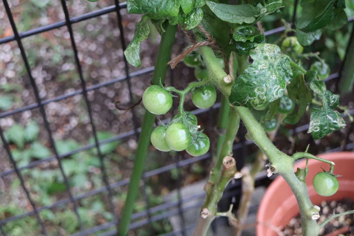 f:id:tomato_1:20211022035239j:plain