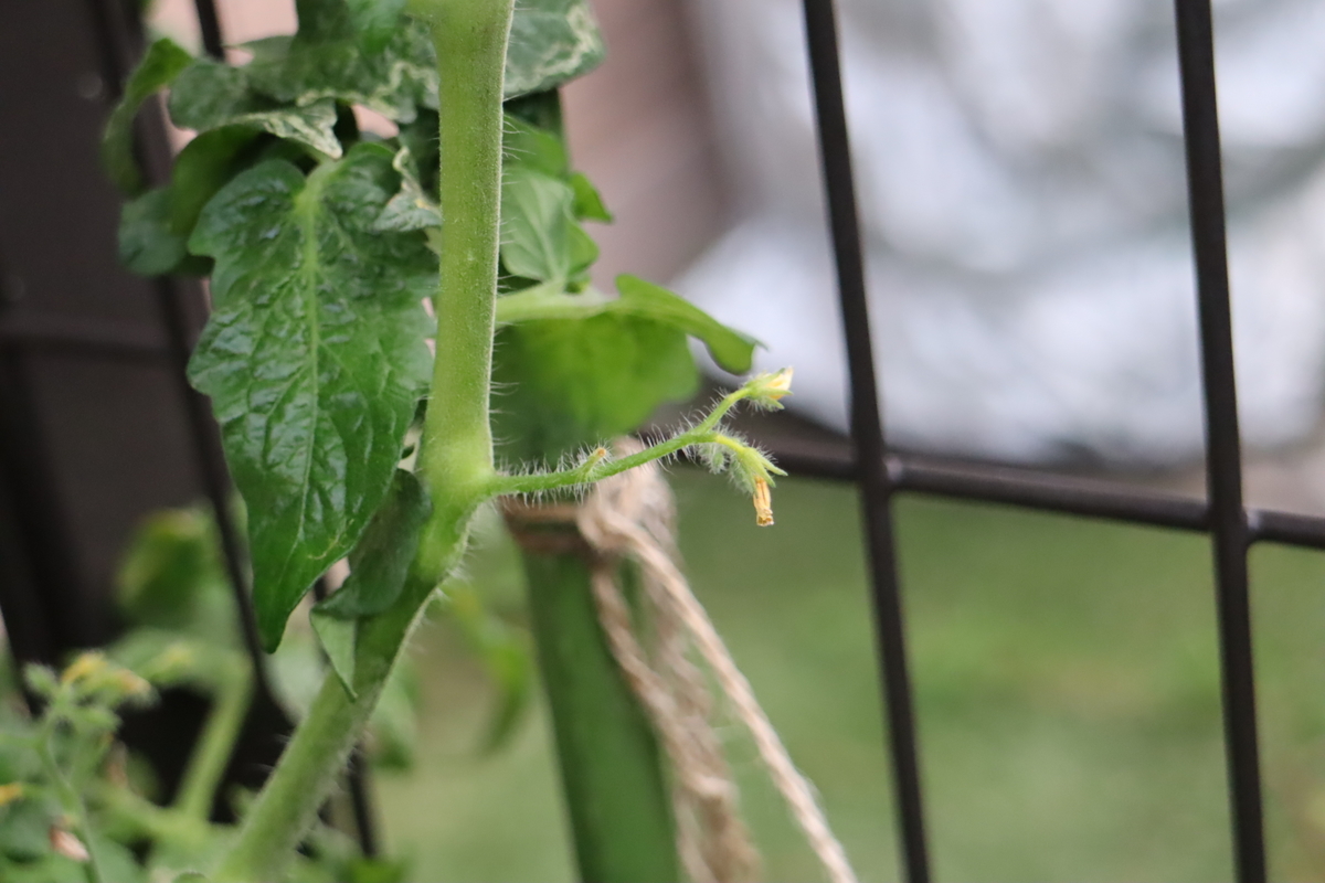 f:id:tomato_1:20211022035302j:plain