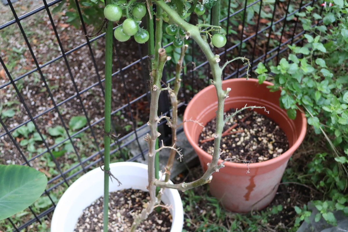 f:id:tomato_1:20211022035322j:plain