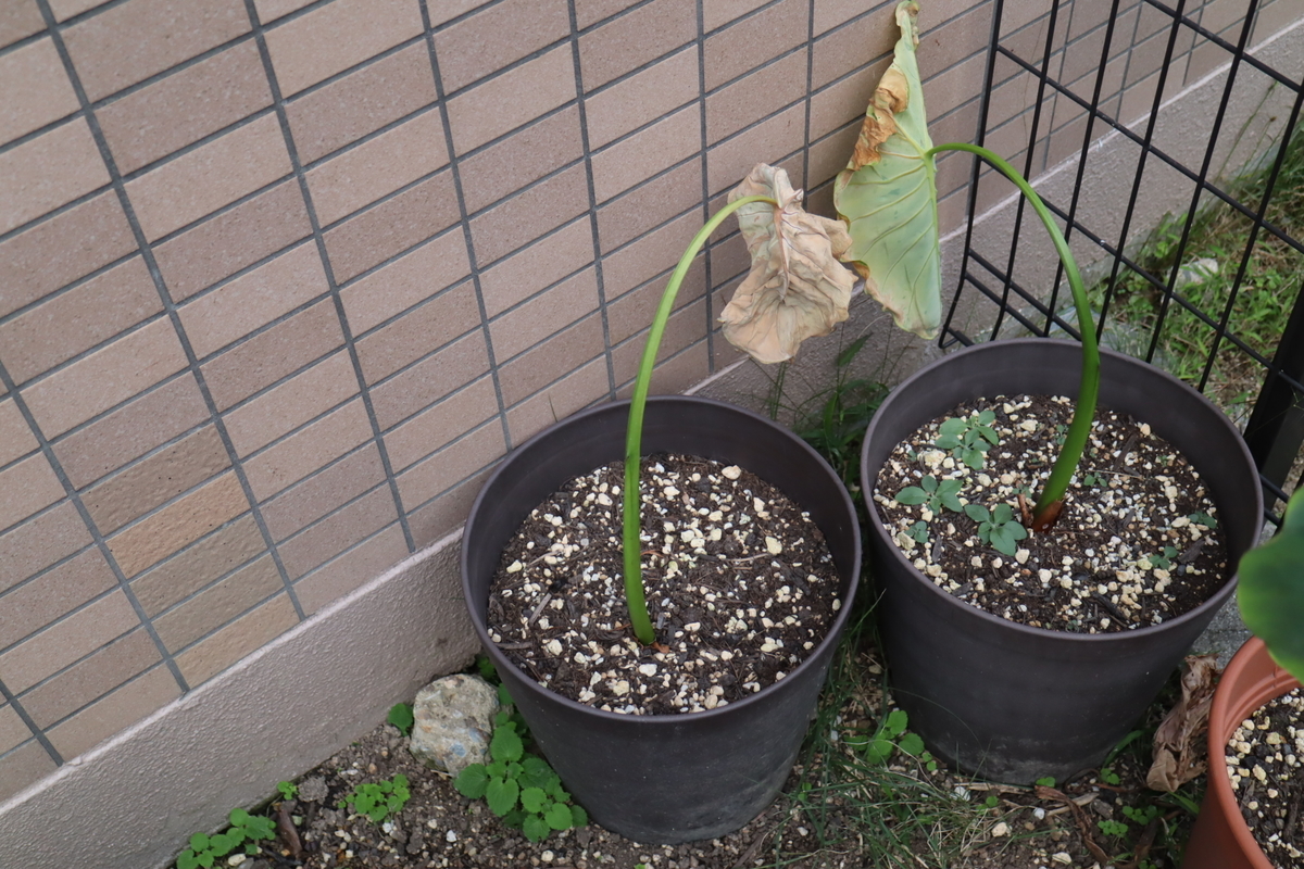 f:id:tomato_1:20211025035122j:plain