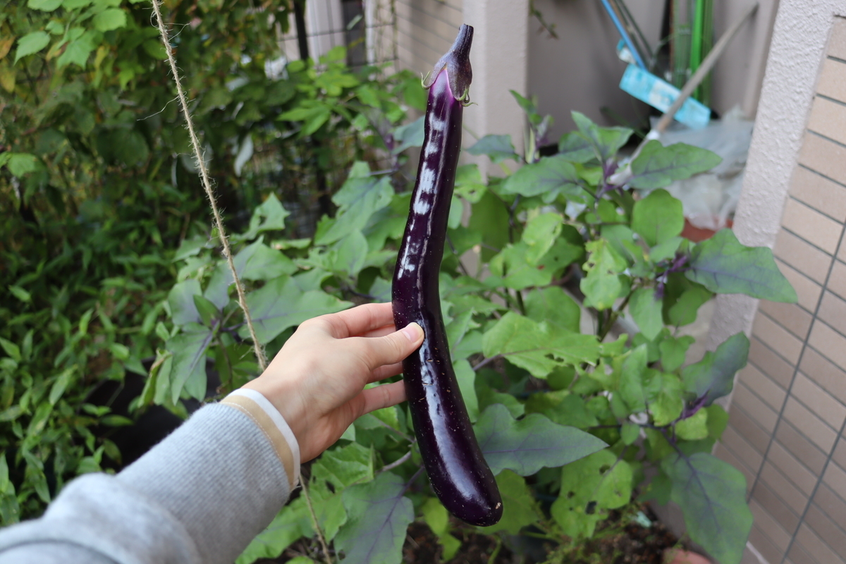 f:id:tomato_1:20211029034834j:plain
