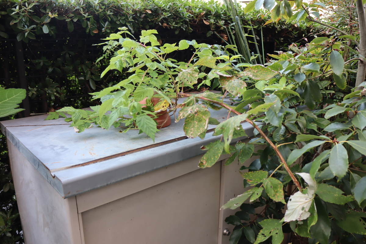 f:id:tomato_1:20211031033907j:plain
