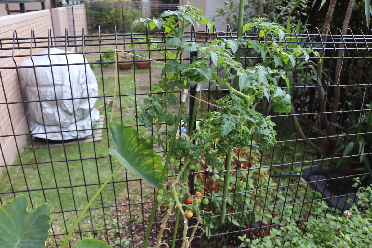 f:id:tomato_1:20211101035522j:plain