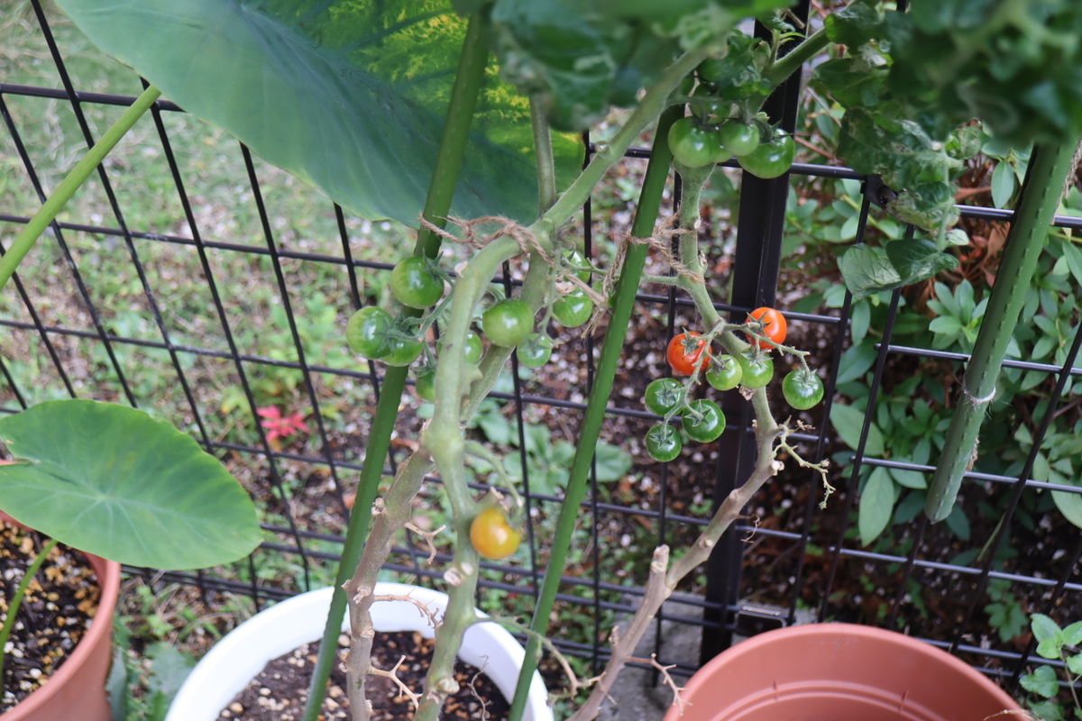 f:id:tomato_1:20211101035529j:plain