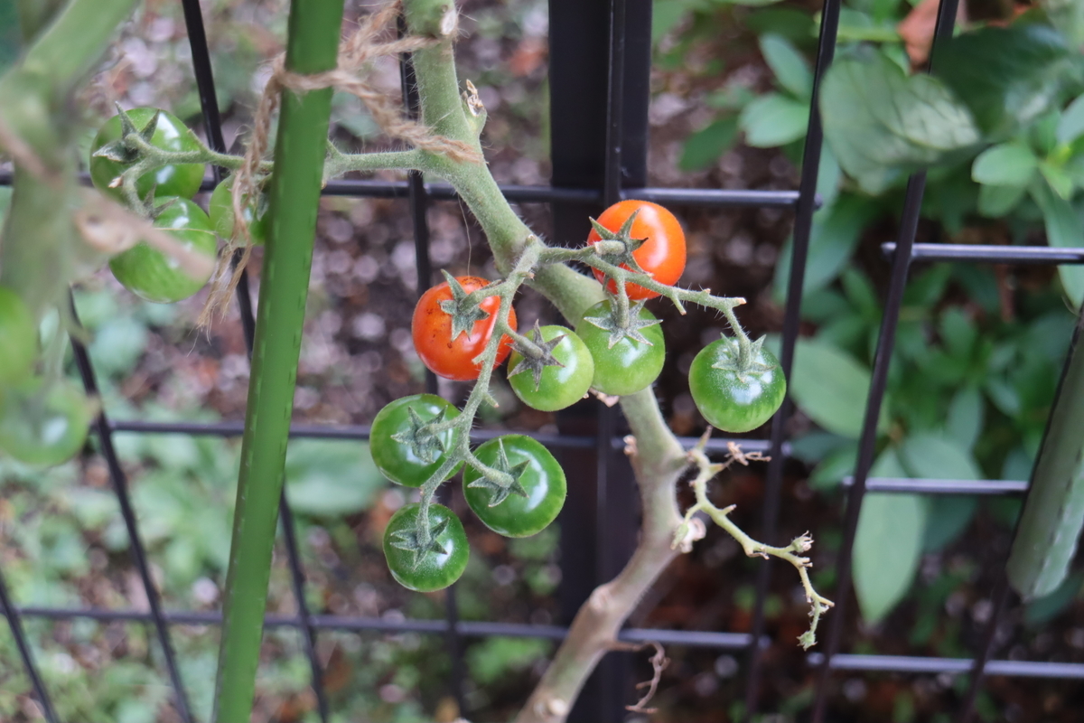 f:id:tomato_1:20211101035540j:plain