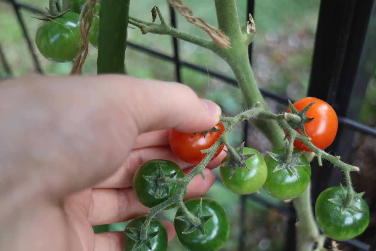 f:id:tomato_1:20211101035554j:plain