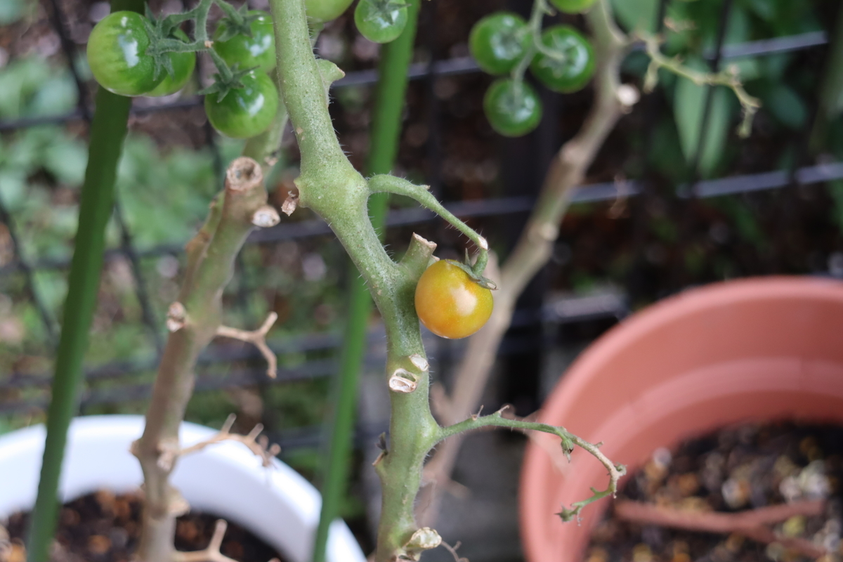 f:id:tomato_1:20211101035615j:plain