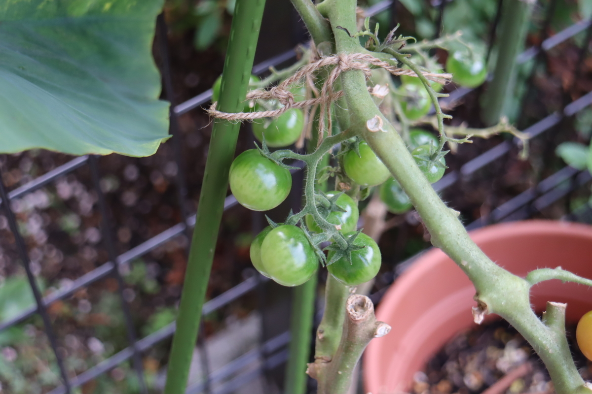 f:id:tomato_1:20211101035624j:plain
