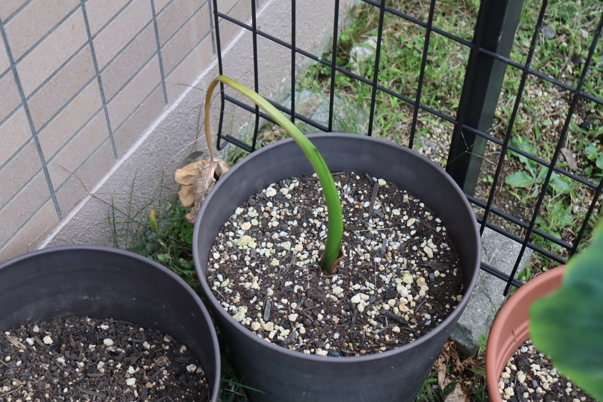 f:id:tomato_1:20211103035321j:plain