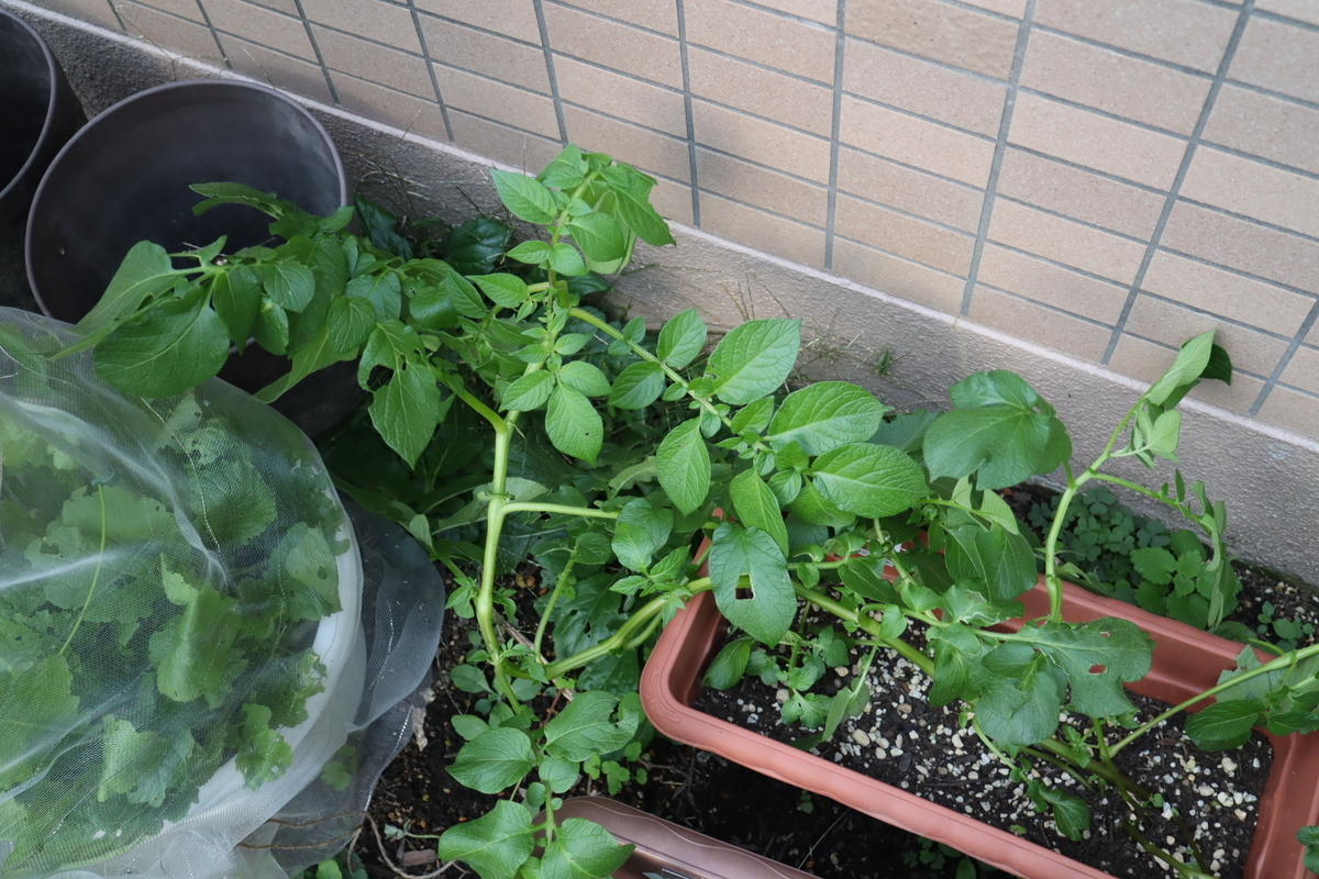 f:id:tomato_1:20211104173929j:plain